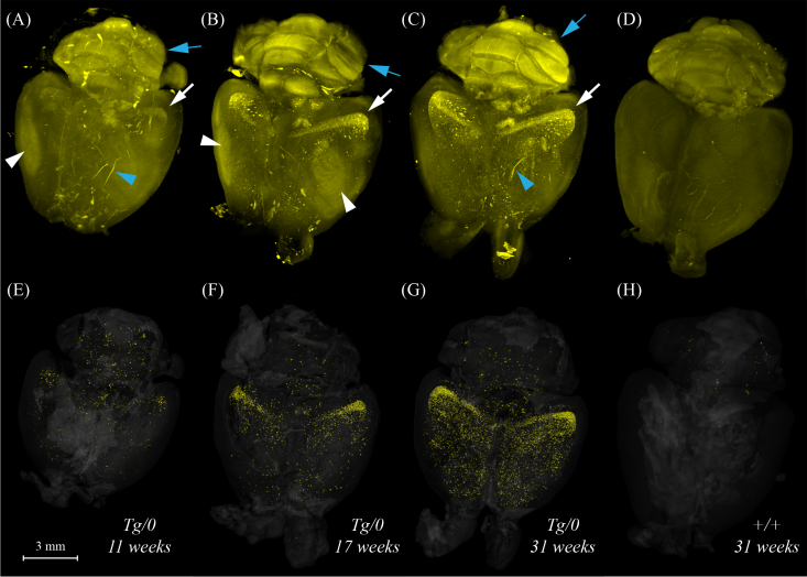 Fig. 4