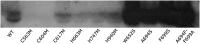 Fig. S5.
