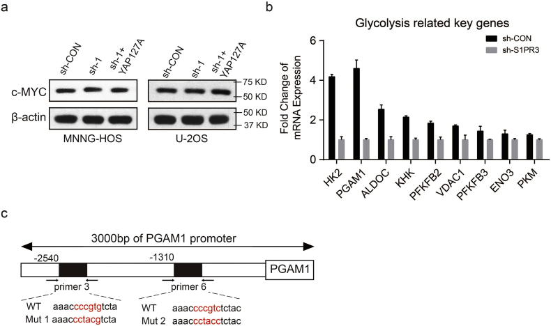 Supplementary Fig. 4