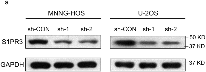 Supplementary Fig. 2