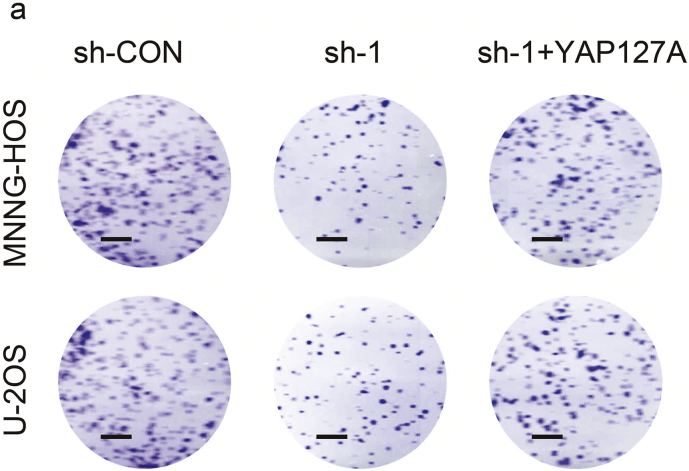 Supplementary Fig. 3