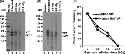 Fig. 9.