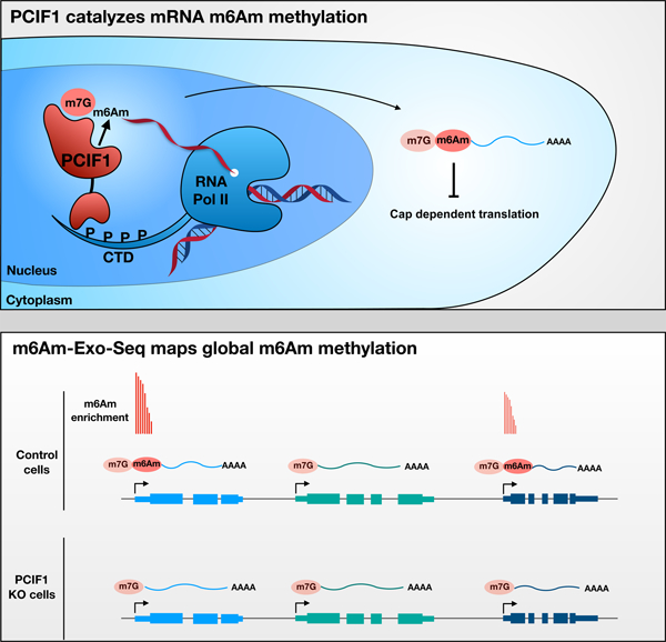 PCIF1 catalyzes m6Am mRNA methylation to regulate gene expression - PMC