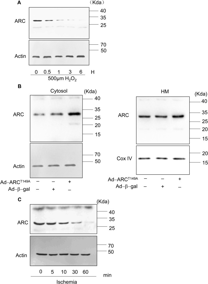 Supplementary Fig. 4