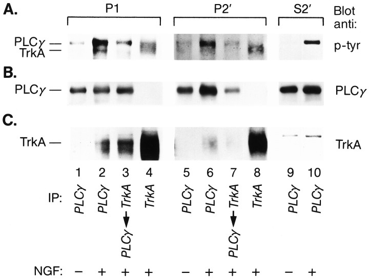 Fig. 10.