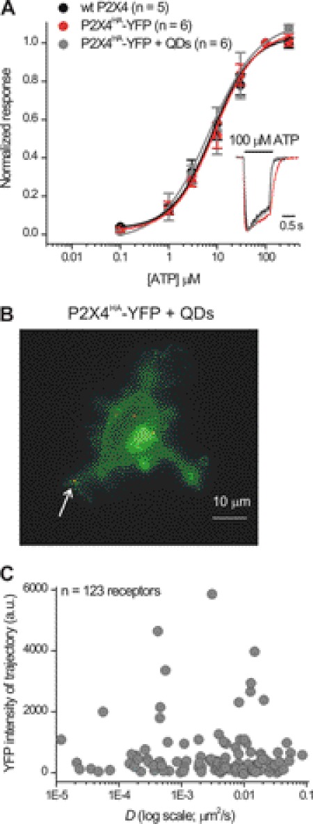 FIGURE 5.