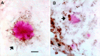 Fig. 10.