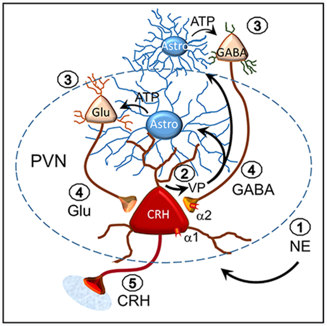 graphic file with name nihms-1547523-f0006.jpg