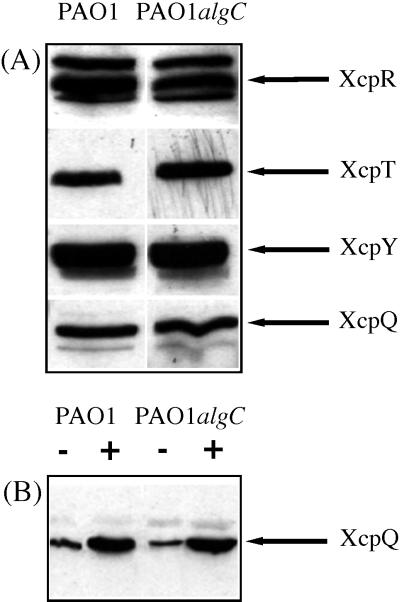 FIG. 5