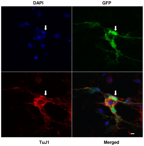 Figure 10