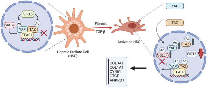 FIGURE 11