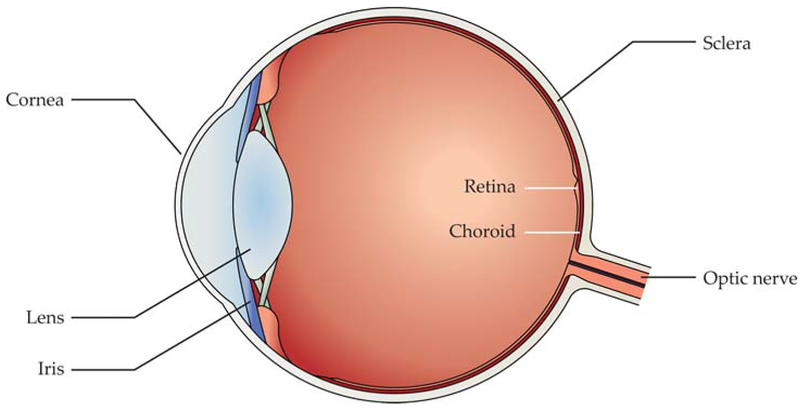 FIGURE 1.