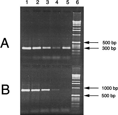 FIG. 5