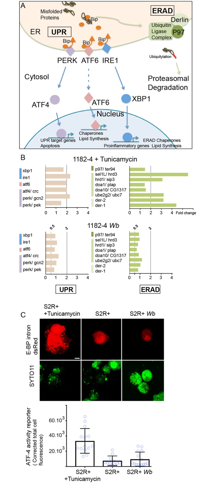 Fig 6