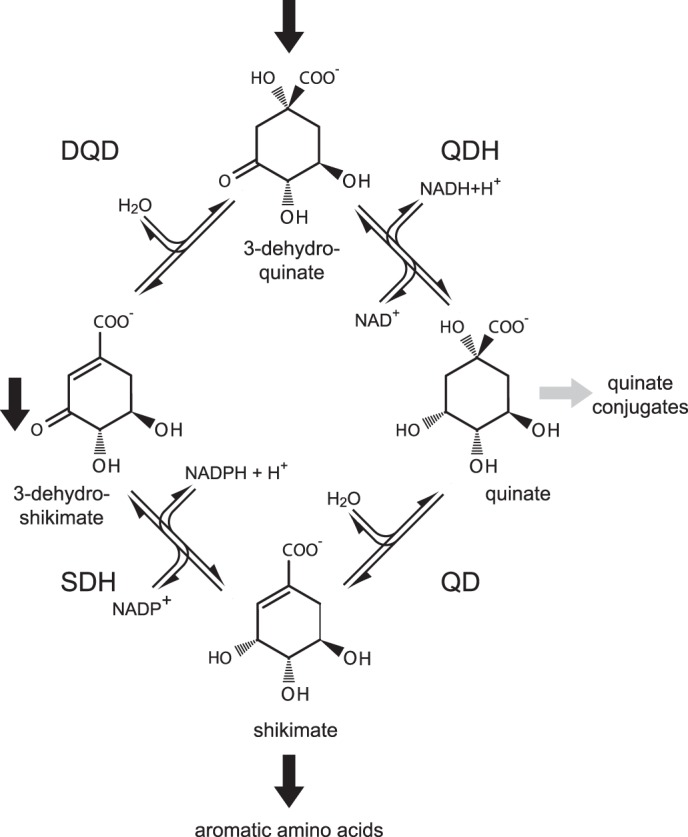 FIGURE 1.