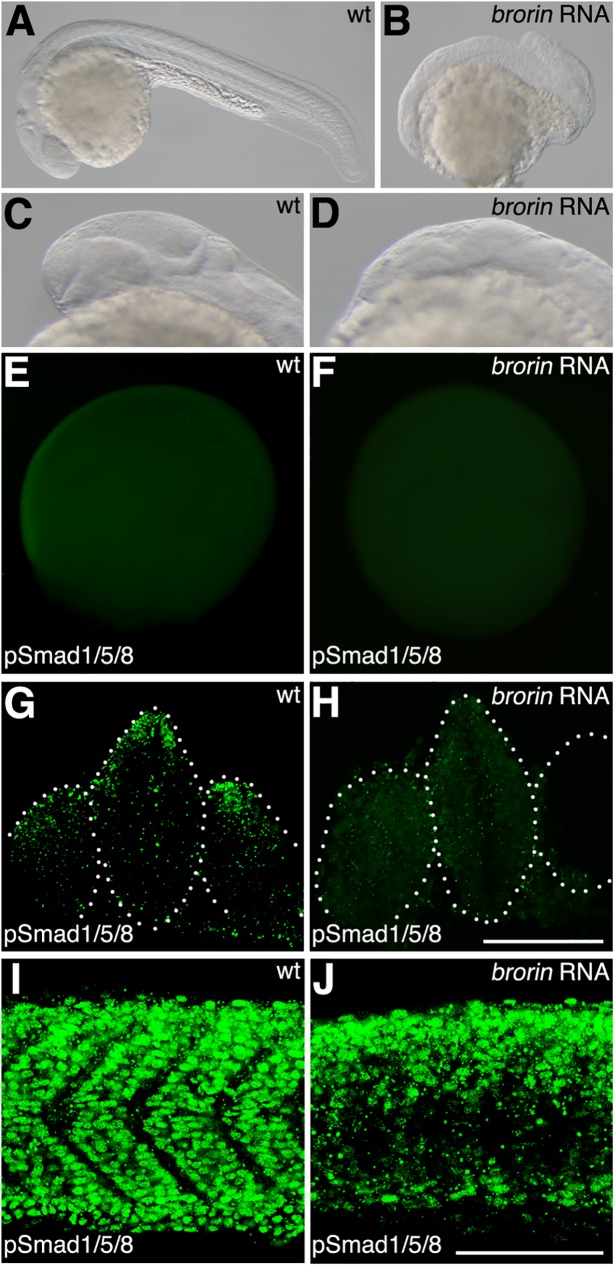 Fig 5