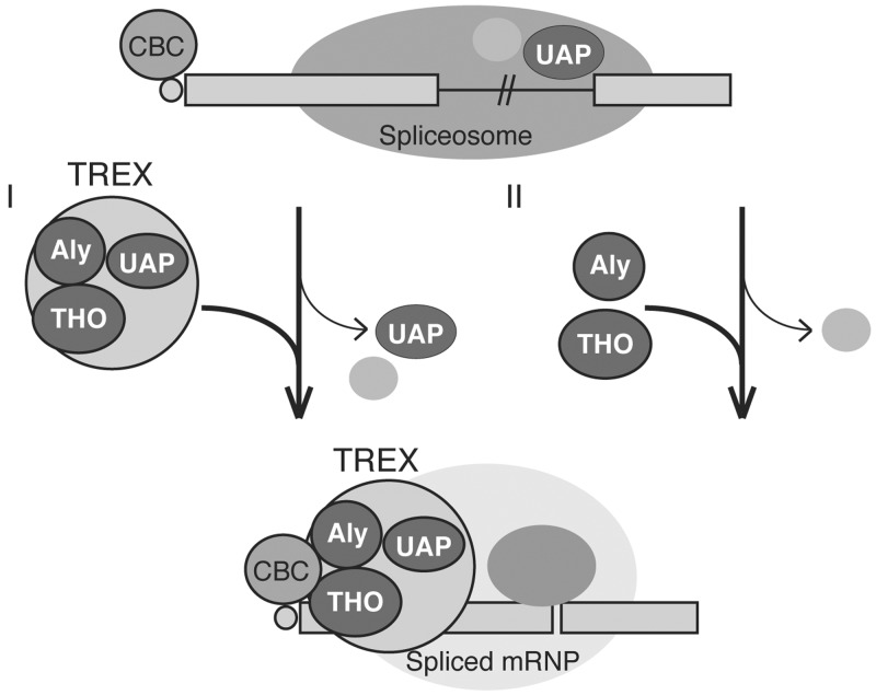 Figure 7.