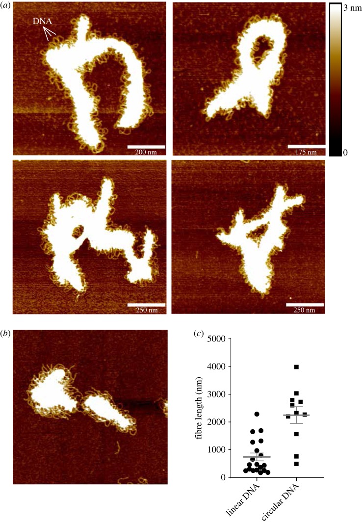 Figure 3.