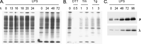 Fig. 7