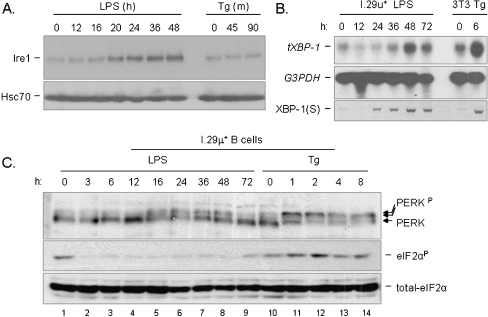 Fig. 6