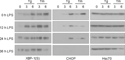 Fig. 9