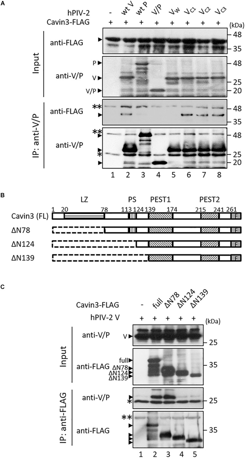 FIGURE 4