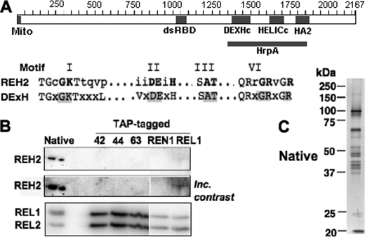 FIGURE 1.