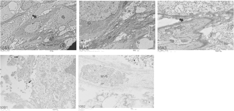 Fig. 10