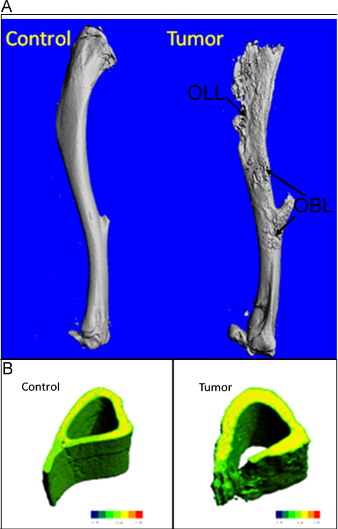 Fig. 11