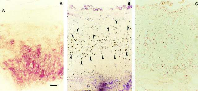 Figure 5  