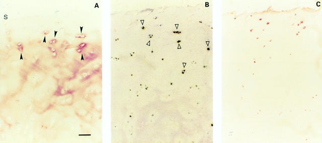 Figure 3  