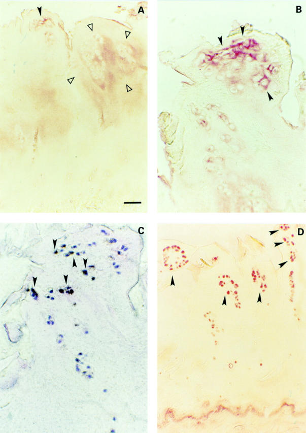 Figure 4  