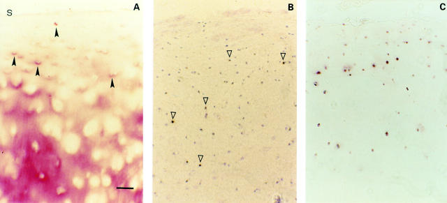 Figure 2  