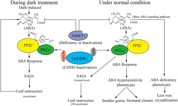 Figure 11.