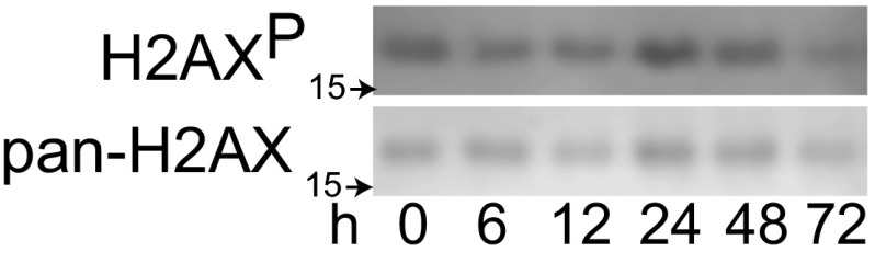 Fig. S6.