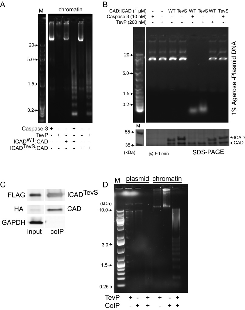 Fig. S4.