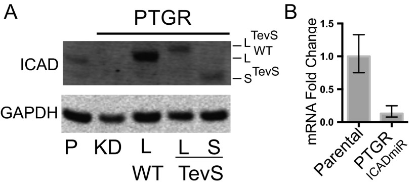 Fig. S2.