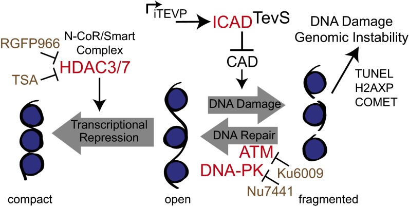 Fig. 6.