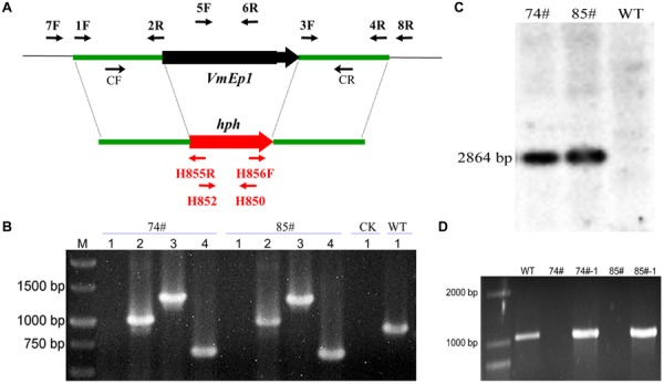 FIGURE 4