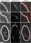 FIG 5