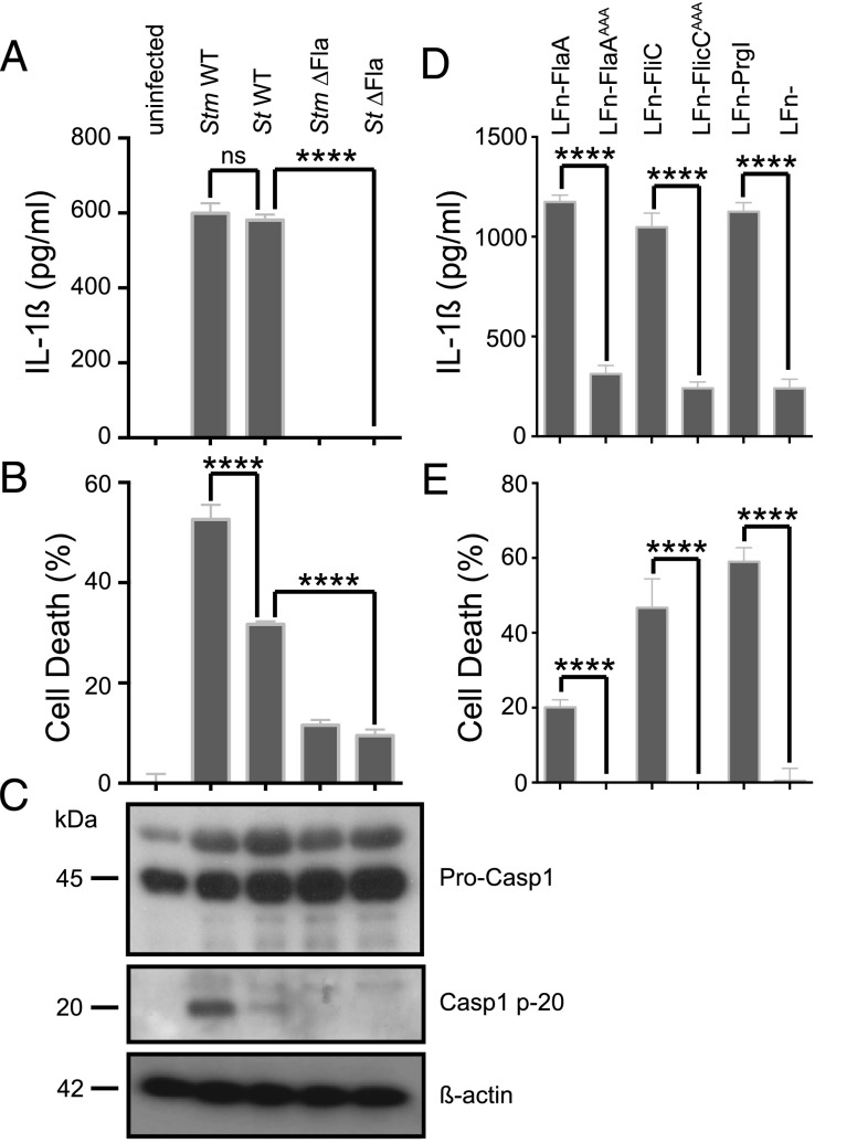 FIGURE 1.