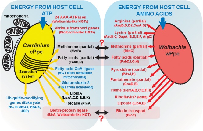 FIGURE 11