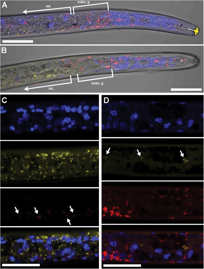 FIGURE 2