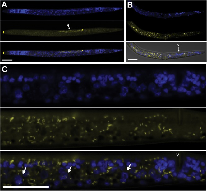 FIGURE 3