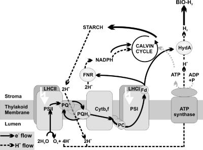 FIG. 1.