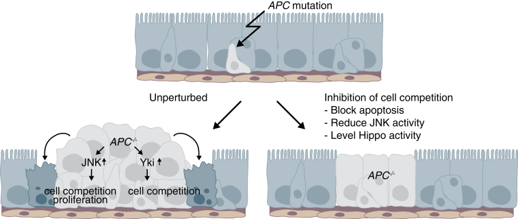 Figure 7