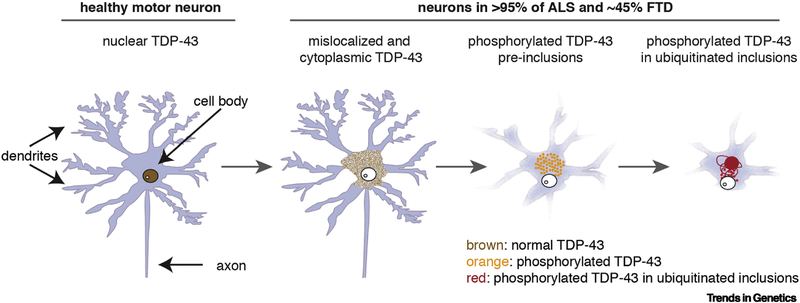 Figure 3: