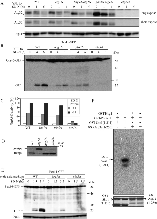 FIGURE 4: