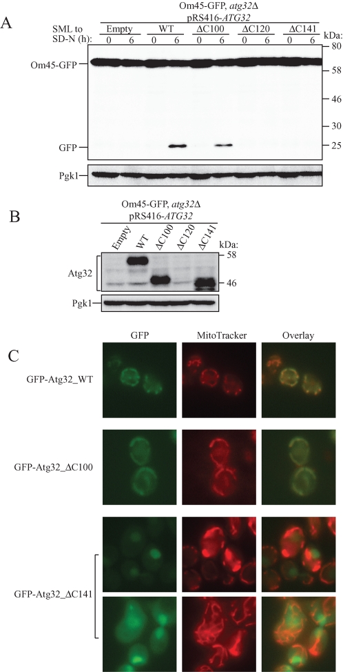 FIGURE 5: