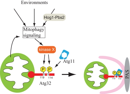 FIGURE 6: